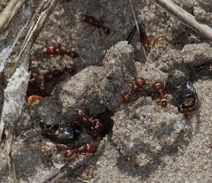 Tetramorium setuliferum