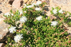 Mesembryanthemum longistylum