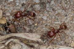 Tetramorium setuliferum