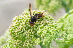 Vespa velutina nigrithorax