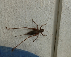 Antaxius spinibrachius