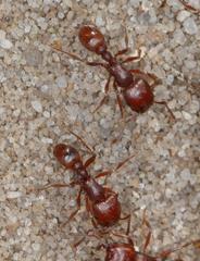 Tetramorium setuliferum