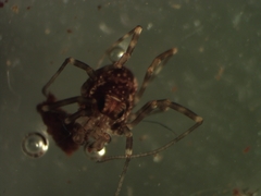Platybunus pinetorum