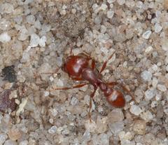 Tetramorium setuliferum