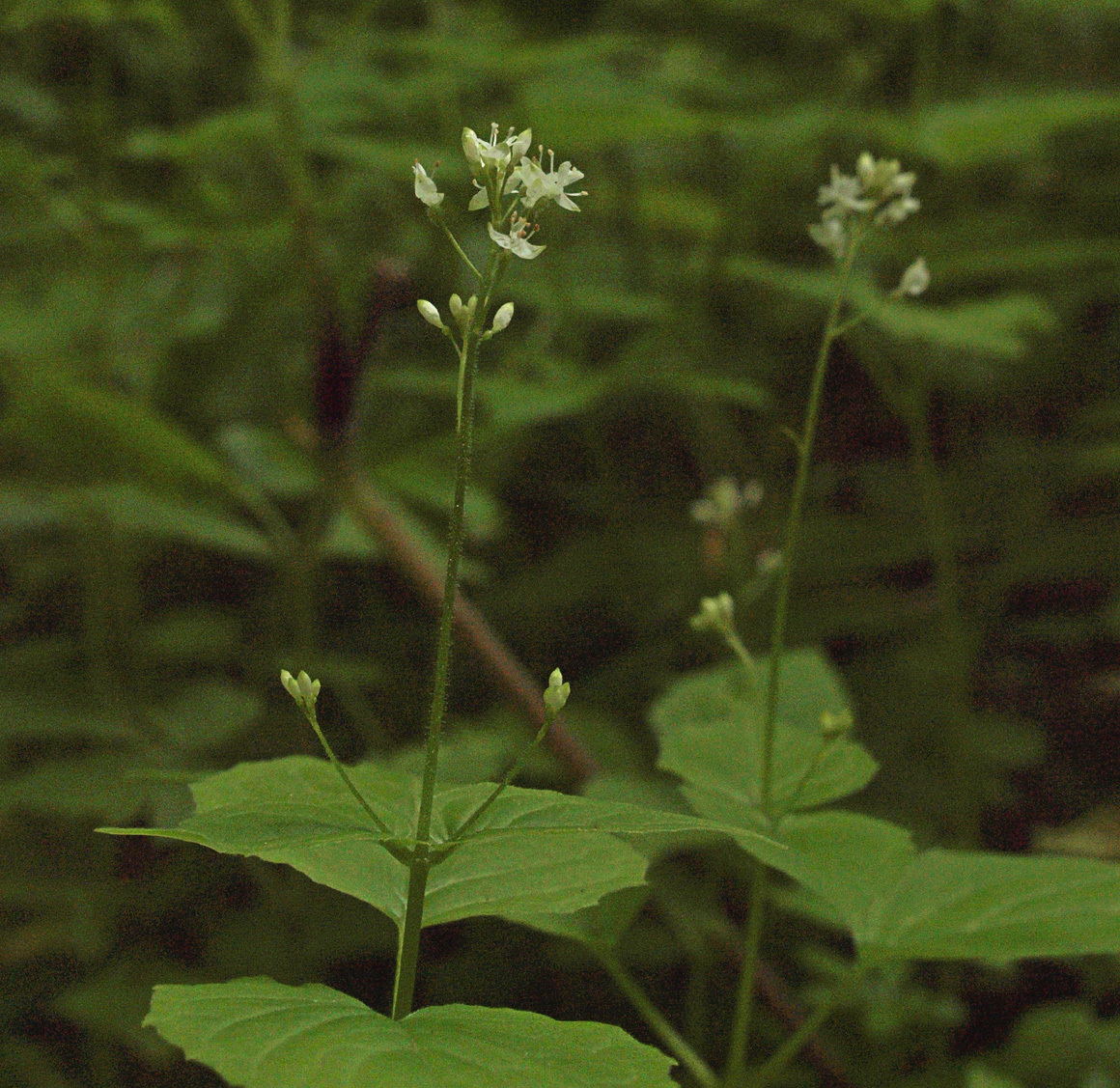 Circaea alpina ssp. pacifica