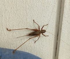 Antaxius spinibrachius