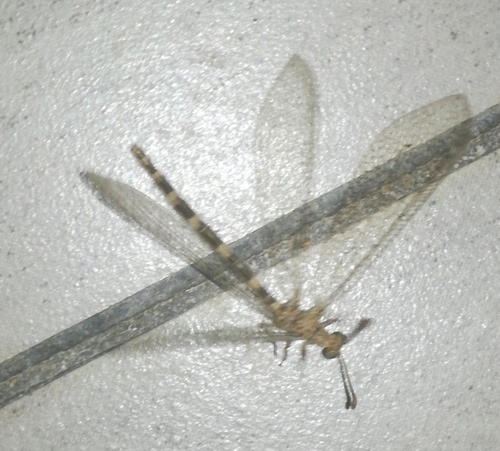 Distoleon annulatus
