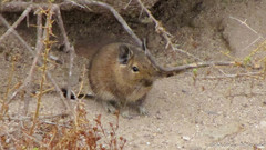 Octodon degus