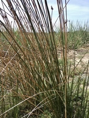 Androtrichum trigynum