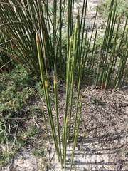 Androtrichum trigynum