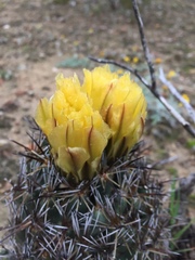 Coryphantha salinensis