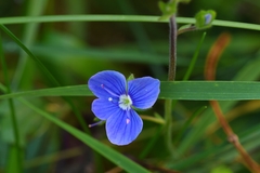Veronica chamaedrys