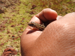 Sceloporus subniger