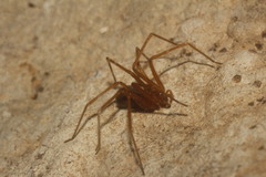 Loxosceles yucatana