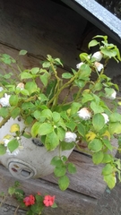 Impatiens