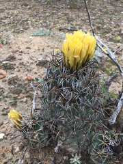 Coryphantha salinensis