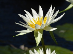Nymphaea gracilis