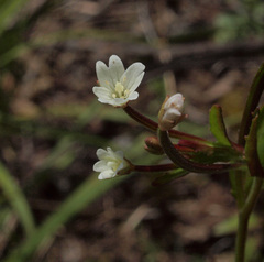 Epilobium lactiflorum