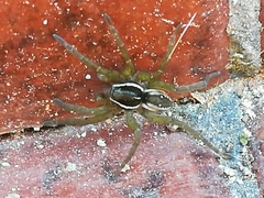 Diapontia uruguayensis