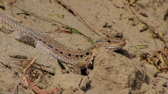 Callopistes maculatus