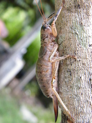 Nesoecia nigrispina
