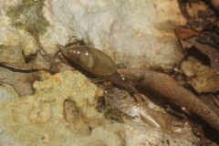 Spiraxidae