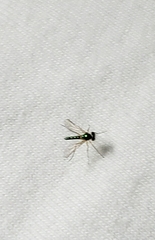 Amblypsilopus bradleii