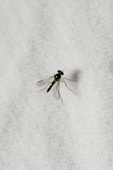 Amblypsilopus bradleii