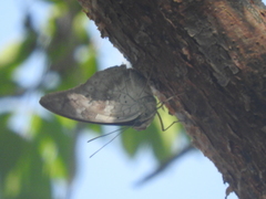 Archaeoprepona demophoon gulina