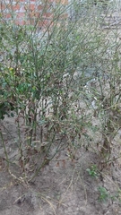 Angiospermae
