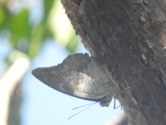 Archaeoprepona demophoon gulina