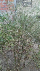 Angiospermae