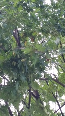 Quercus robur
