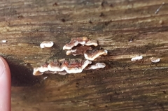 Fungi