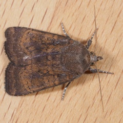 Noctua interjecta