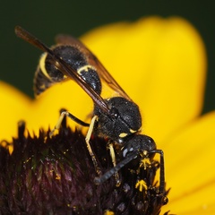Eumenes coronatus
