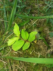 Lagerstroemia subcostata