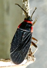 Melacoryphus rubicollis