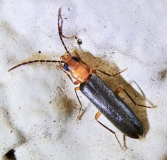 Xanthochroina bicolor