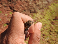 Sceloporus subniger