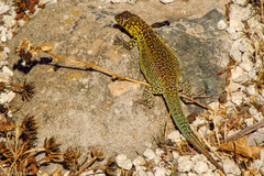 Liolaemus zapallarensis