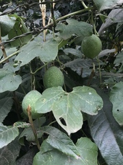 Passiflora adenopoda
