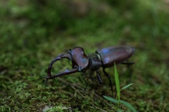Lucanus elaphus