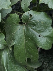 Passiflora adenopoda