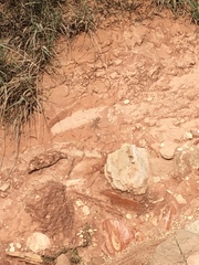 Aspidoscelis tesselatus