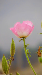 Argemone rosea
