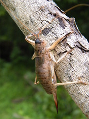 Nesoecia nigrispina