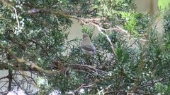 Phylloscopus