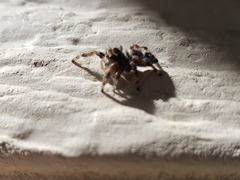 Salticidae