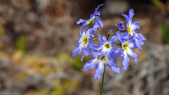 Leucocoryne coquimbensis